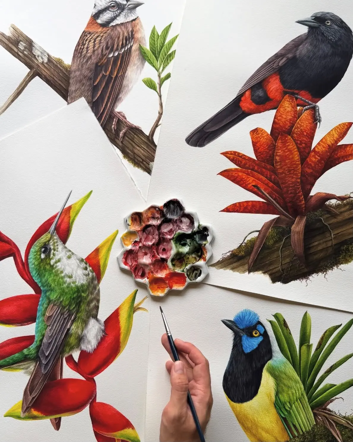 Colibríes con gouache